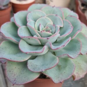 Echeveria "ATLANTIS"