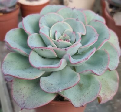 Echeveria "ATLANTIS"