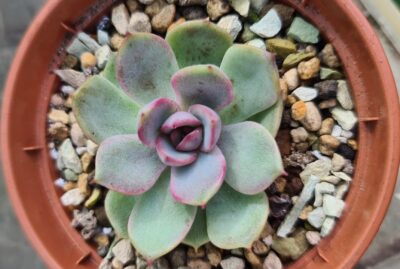 Echeveria "MIRINE" - Зображення 2
