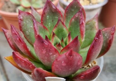 ECHEVERIA agavoides "RUBRA"