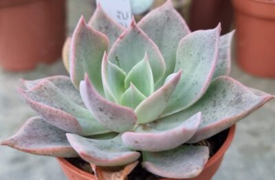 Echeveria "LAVENDER GIRL"