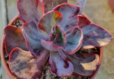 Echeveria "CANTERY" variegata - Зображення 2