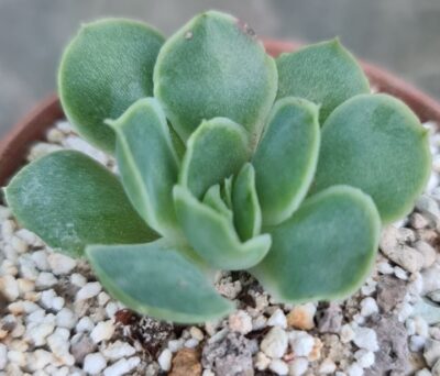 Echeveria agavoides "SANTA BARBARA" - Зображення 3