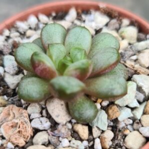 Graptoveria “Amethorum”
