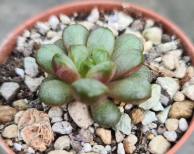 Graptoveria “Amethorum”