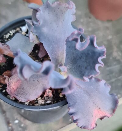 Echeveria "SILVERON RED"