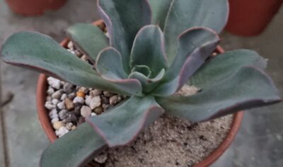 Echeveria "SILK VEIL" - Зображення 3