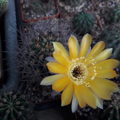Lobivia arachnacantha MG 523.7 - Зображення 2
