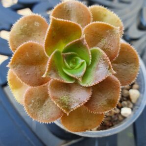 Aeonium dawidbramwellii