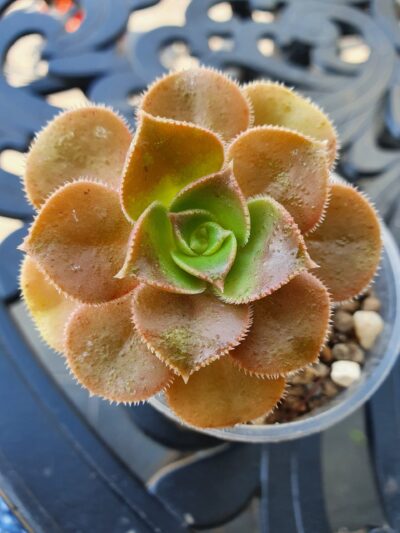 Aeonium dawidbramwellii