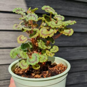 Pelargonium Dresden Pink