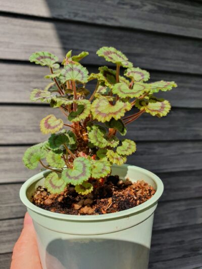 Pelargonium Dresden Pink