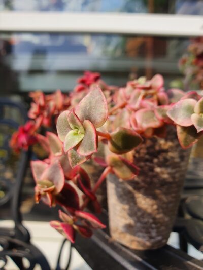 Crassula pellucida subsp.marginalis variegata - Зображення 3