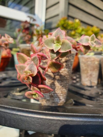 Crassula pellucida subsp.marginalis variegata - Зображення 2