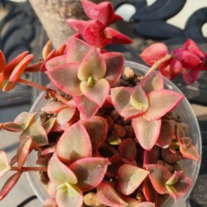 Crassula pellucida subsp.marginalis variegata