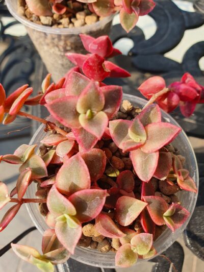Crassula pellucida subsp.marginalis variegata
