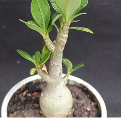 Adenium obesum