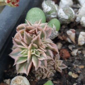 Aeonium Sunburst cristata