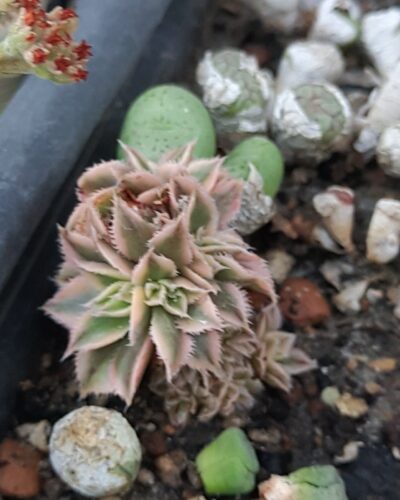 Aeonium Sunburst cristata