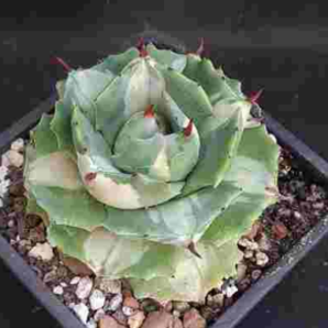 Agave isthmensis ‘Ohi Raijin Shiro Nakafu’ – Variegated Dwarf
