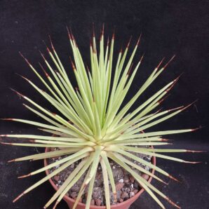 Agave stricta Nana