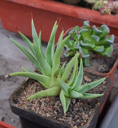 Agave stricta nana - Зображення 2