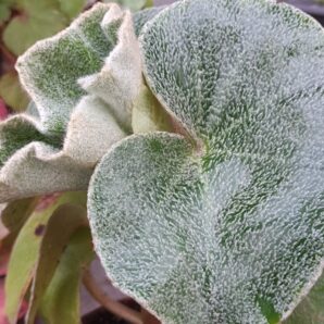 Begonia venosa | 15