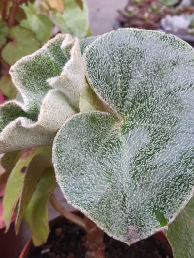 Begonia venosa