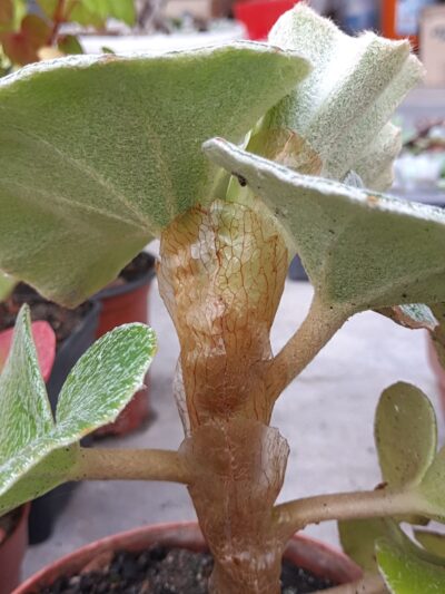 Begonia venosa - Зображення 2