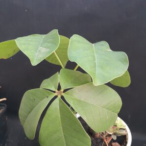 Bombax elypticum | 15