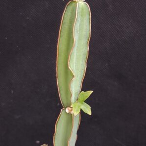 Cissus quadrangularis