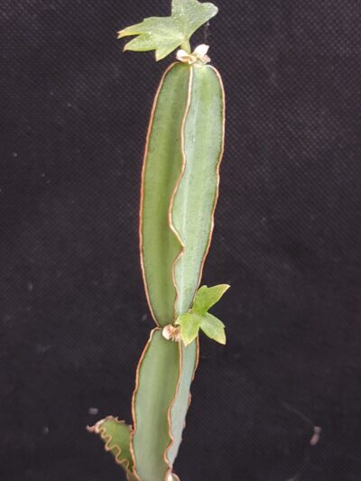 Cissus quadrangularis