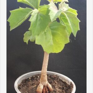 Cissus woodrowii | 22