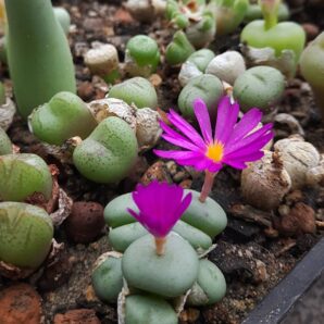 Conophytum minutum | 25
