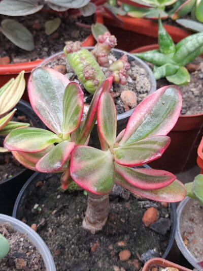 Crassula ovata Sunset