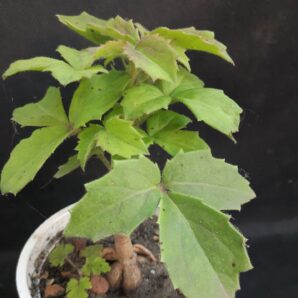 Cyphostemma woodii