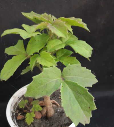 Cyphostemma woodii