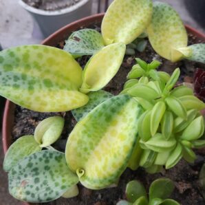 Drimiopsis kirkii variegata | 38