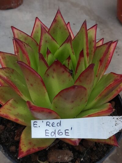 Echeveria agavoides 'Red Edge' - Зображення 2
