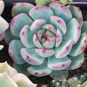 Echeveria chichuahuensis