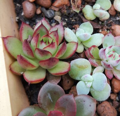Echeveria agavoides Christmas
