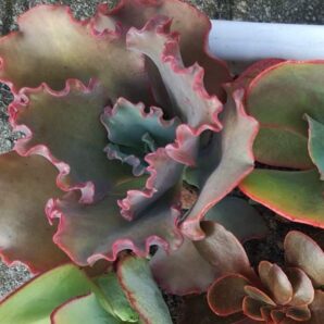 Echeveria Double Delight
