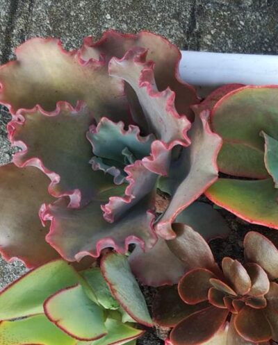 Echeveria Double Delight