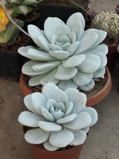 Echeveria Laui