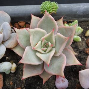 Echeveria Madiba