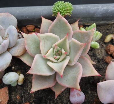Echeveria Madiba