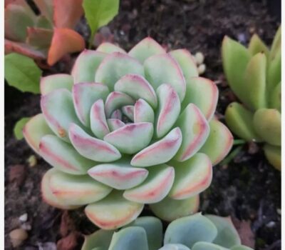 Echeveria pulidonis x laui
