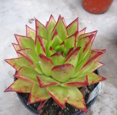 Echeveria agavoides 'Red Edge'