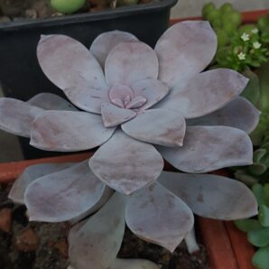 Graptopetalum Superbum