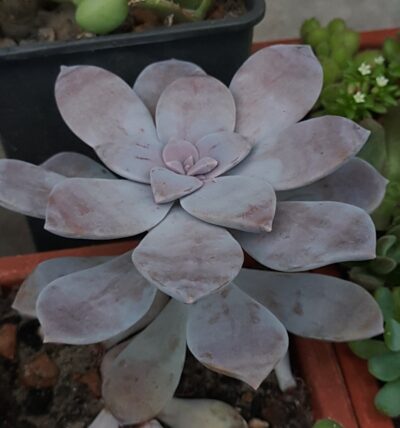 Graptopetalum Superbum